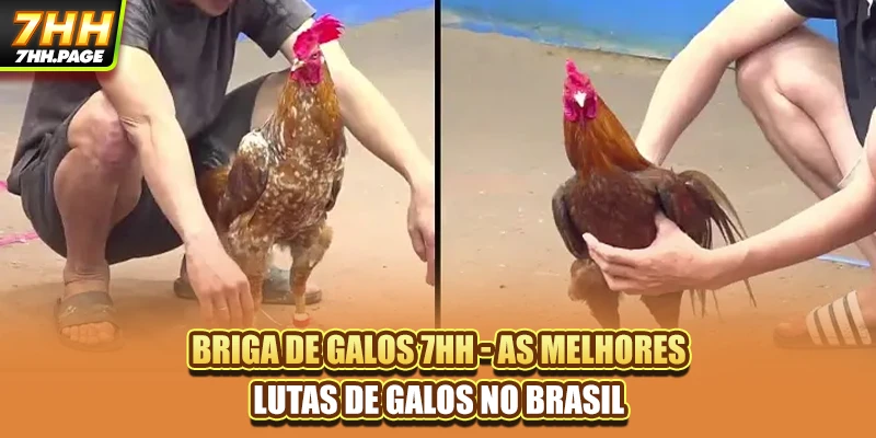 Briga De Galos 7HH - As Melhores Lutas De Galos No Brasil