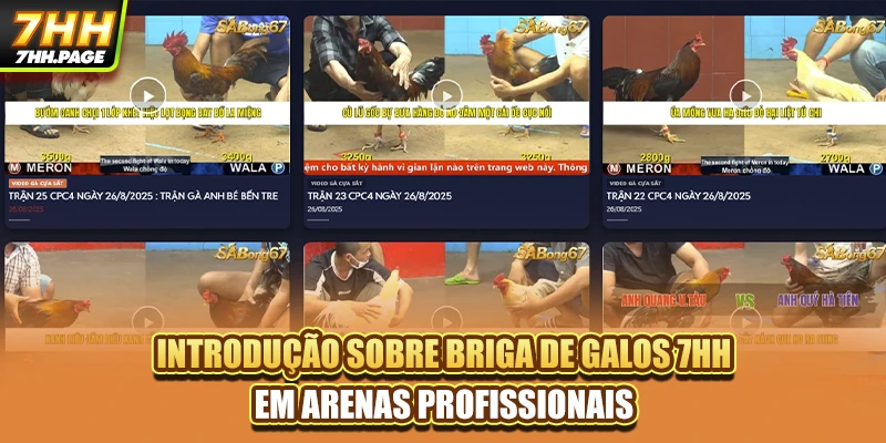 Briga De Galos 7HH - As Melhores Lutas De Galos No Brasil 2 Introdução sobre briga de galos 7HH em arenas profissionais