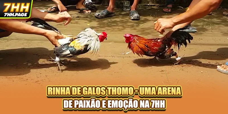 Rinha De Galos Thomo - Uma Arena De Paixão E Emoção Na 7HH 2 Rinha De Galos Thomo - Uma Arena De Paixão E Emoção Na 7HH