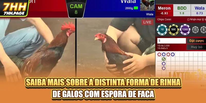 Saiba mais sobre a distinta forma de rinha de galos com espora de faca