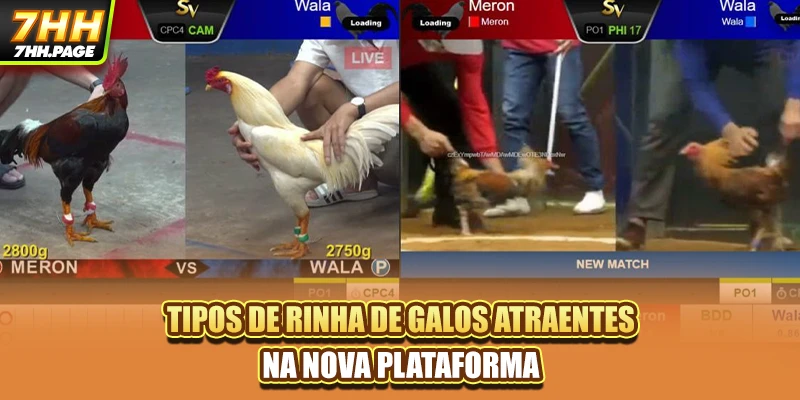 Briga De Galos 7HH - As Melhores Lutas De Galos No Brasil 3 Tipos de rinha de galos atraentes na nova plataforma